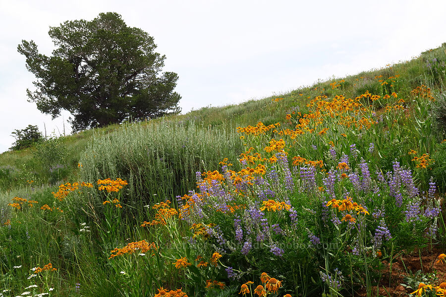 orange sneezeweed & lupines (Hymenoxys hoopesii, Lupinus sp.) [North Peak Trail, Mount Nebo Wilderness, Utah County, Utah]