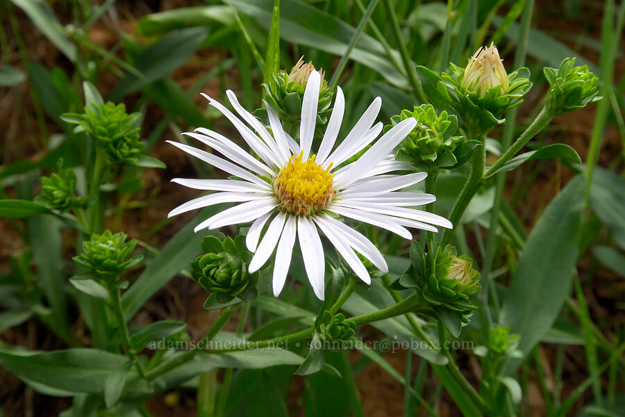 alpine leafy-bract aster (Symphyotrichum foliaceum (Aster foliaceus)) [North Peak Trail, Mount Nebo Wilderness, Utah County, Utah]