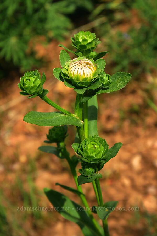 alpine leafy-bract aster, budding (Symphyotrichum foliaceum (Aster foliaceus)) [North Peak Trail, Mount Nebo Wilderness, Utah County, Utah]