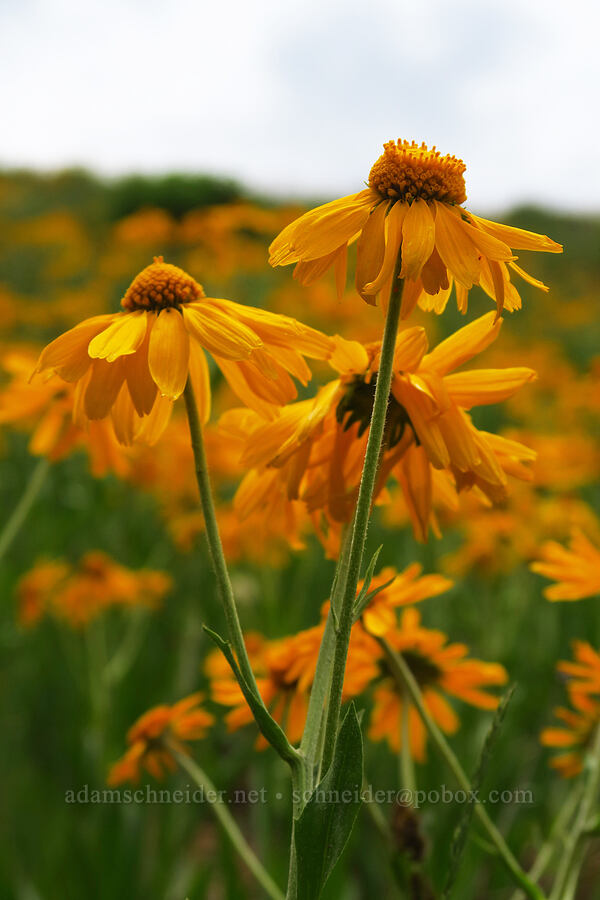 orange sneezeweed (owl's claws) (Hymenoxys hoopesii) [North Peak Trail, Mount Nebo Wilderness, Utah County, Utah]