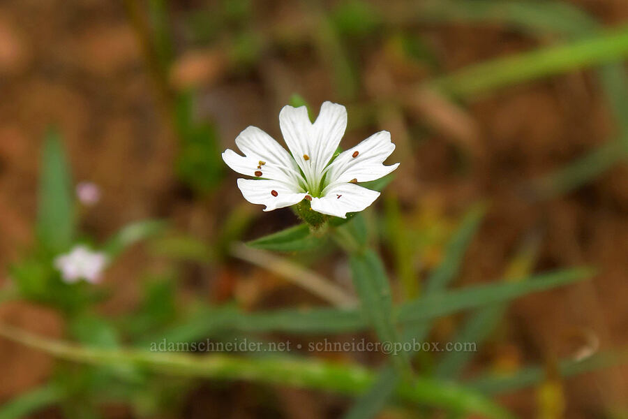 sticky starwort (Pseudostellaria jamesiana (Arenaria jamesiana)) [North Peak Trail, Mount Nebo Wilderness, Utah County, Utah]