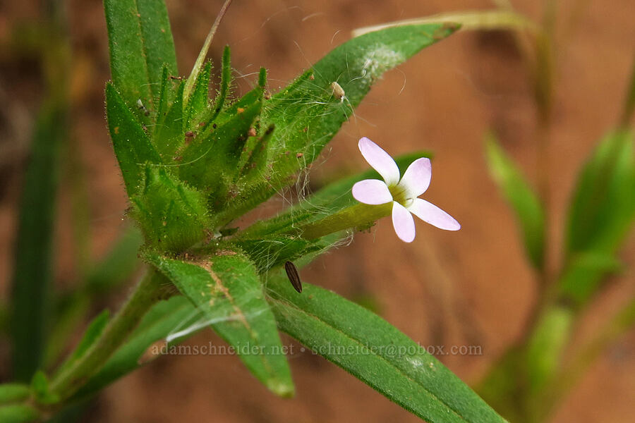 slender-leaf collomia (Collomia linearis) [North Peak Trail, Mount Nebo Wilderness, Utah County, Utah]