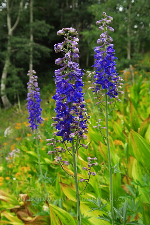hybrid larkspur (Delphinium x occidentale (Delphinium barbeyi x Delphinium glaucum)) [North Peak Trail, Mount Nebo Wilderness, Utah County, Utah]