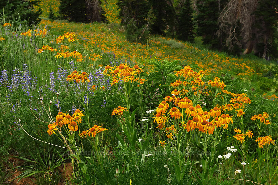 orange sneezeweed & lupines (Hymenoxys hoopesii, Lupinus sp.) [North Peak Trail, Mount Nebo Wilderness, Utah County, Utah]