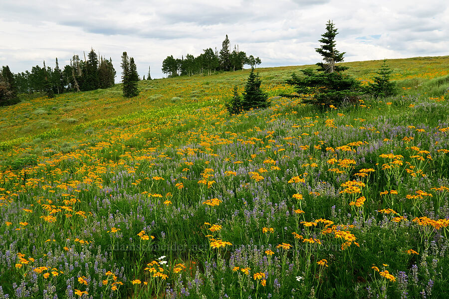 orange sneezeweed & lupines (Hymenoxys hoopesii, Lupinus sp.) [North Peak Trail, Mount Nebo Wilderness, Utah County, Utah]