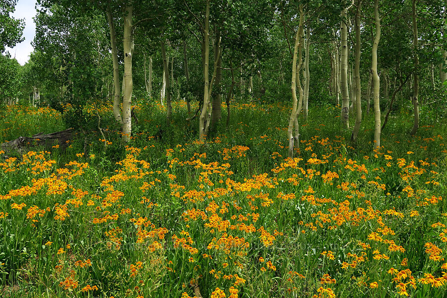 orange sneezeweed & aspen trees (Hymenoxys hoopesii, Populus tremuloides) [Mona Pole Road, Uinta-Wasatch-Cache National Forest, Utah County, Utah]