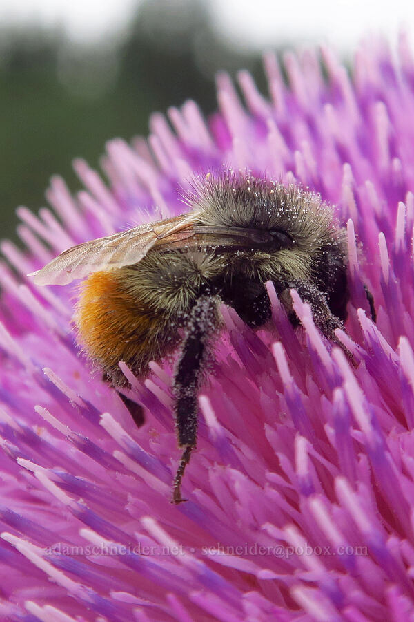 bumblebee on nodding thistle (Bombus sp., Carduus nutans) [Mt. Nebo Scenic Byway, Uinta-Wasatch-Cache National Forest, Utah County, Utah]