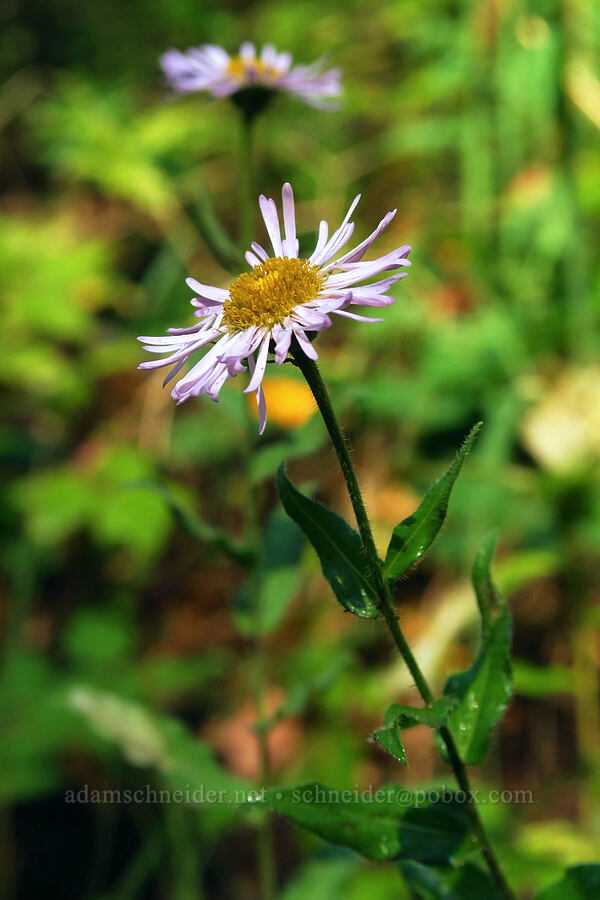 three-nerve fleabane (Erigeron subtrinervis) [Timpooneke Trail, Mount Timpanogos Wilderness, Utah County, Utah]
