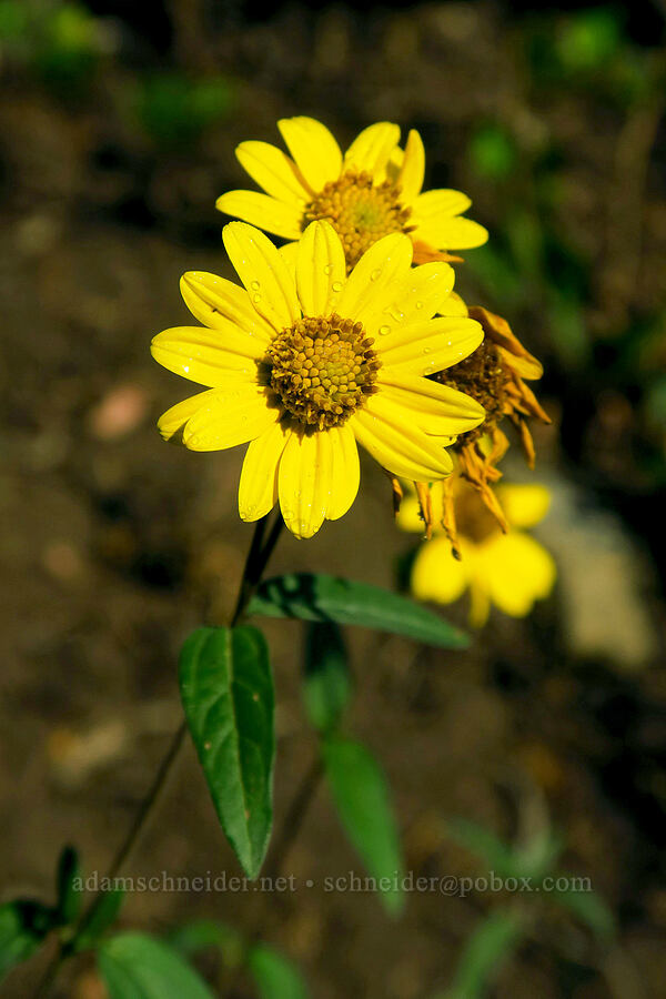 showy goldeneye (Heliomeris multiflora) [Timpooneke Trail, Mount Timpanogos Wilderness, Utah County, Utah]