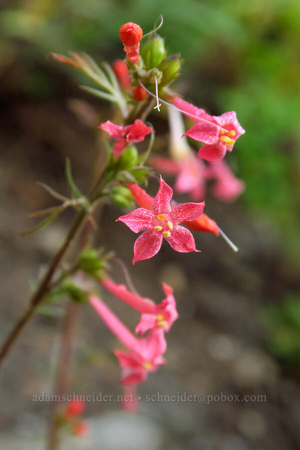 skyrocket (scarlet gilia) (Ipomopsis aggregata) [Timpooneke Trail, Mount Timpanogos Wilderness, Utah County, Utah]