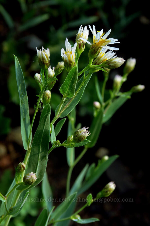 blue-leaf aster (Herrickia glauca (Eucephalus glaucus)) [Timpooneke Trail, Mount Timpanogos Wilderness, Utah County, Utah]