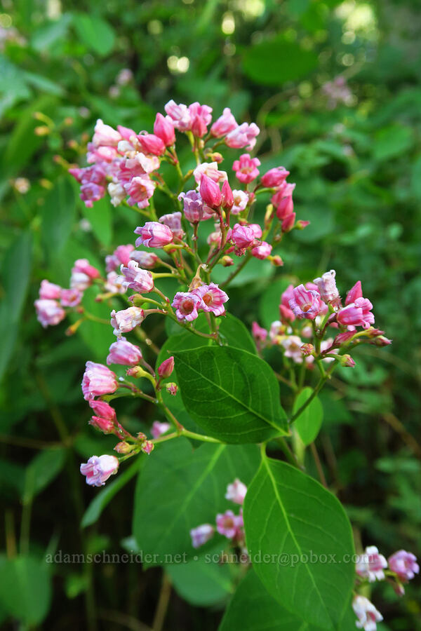 spreading dogbane (Apocynum androsaemifolium) [Timpooneke Trail, Mount Timpanogos Wilderness, Utah County, Utah]
