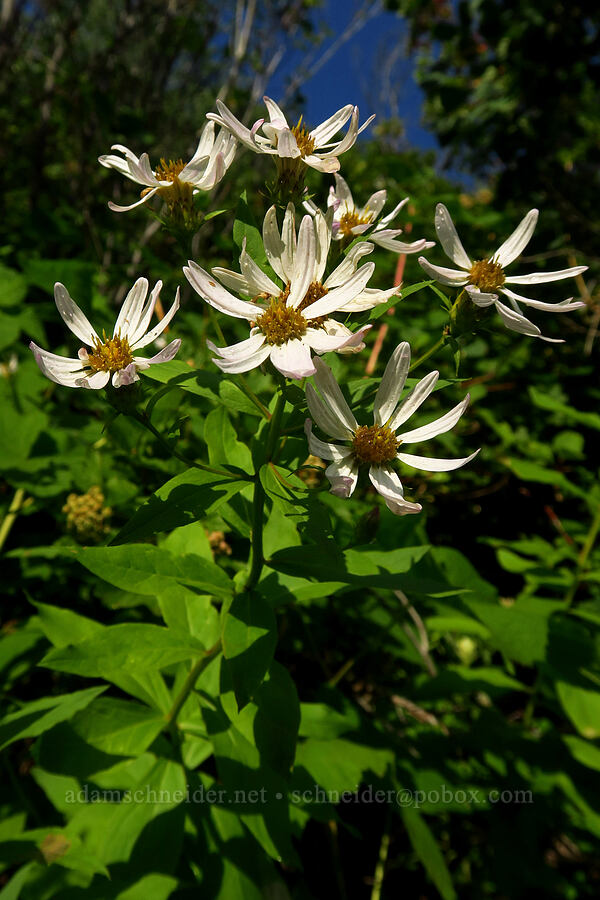 Engelmann's aster (Doellingeria engelmannii (Eucephalus engelmannii) (Aster engelmannii)) [Timpooneke Trail, Mount Timpanogos Wilderness, Utah County, Utah]