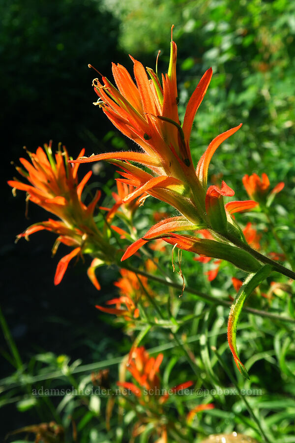 scarlet paintbrush (Castilleja miniata) [Timpooneke Trail, Mount Timpanogos Wilderness, Utah County, Utah]