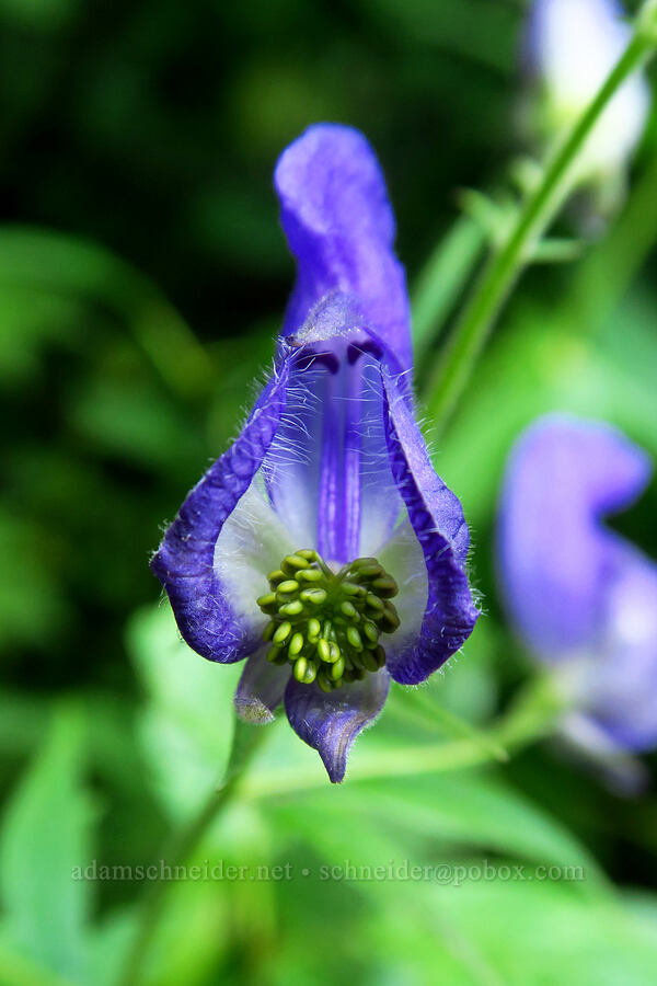 monkshood (Aconitum columbianum) [Timpooneke Trail, Mount Timpanogos Wilderness, Utah County, Utah]