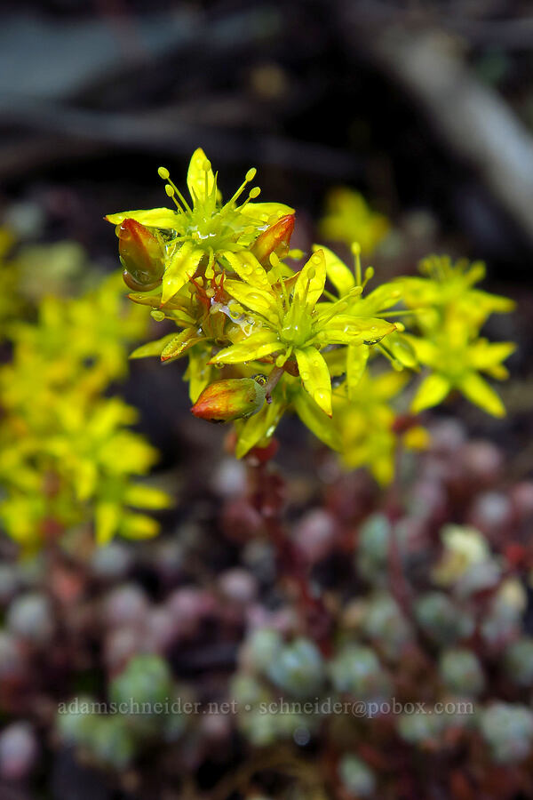 weak-stem stonecrop (Sedum debile) [Timpooneke Trail, Mount Timpanogos Wilderness, Utah County, Utah]