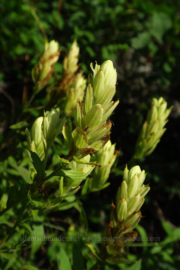 sulphur paintbrush (Castilleja septentrionalis) [Timpooneke Trail, Mount Timpanogos Wilderness, Utah County, Utah]