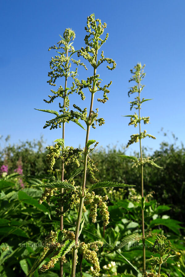 stinging nettle flowers (Urtica gracilis (Urtica dioica ssp. gracilis)) [Timpooneke Trail, Mount Timpanogos Wilderness, Utah County, Utah]