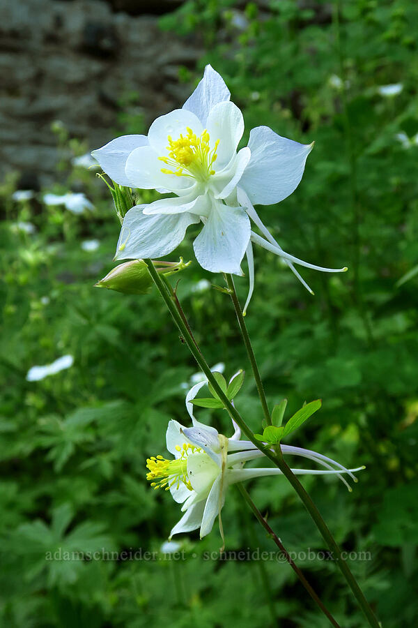 Colorado columbine (Aquilegia coerulea var. ochroleuca) [Timpooneke Trail, Mount Timpanogos Wilderness, Utah County, Utah]