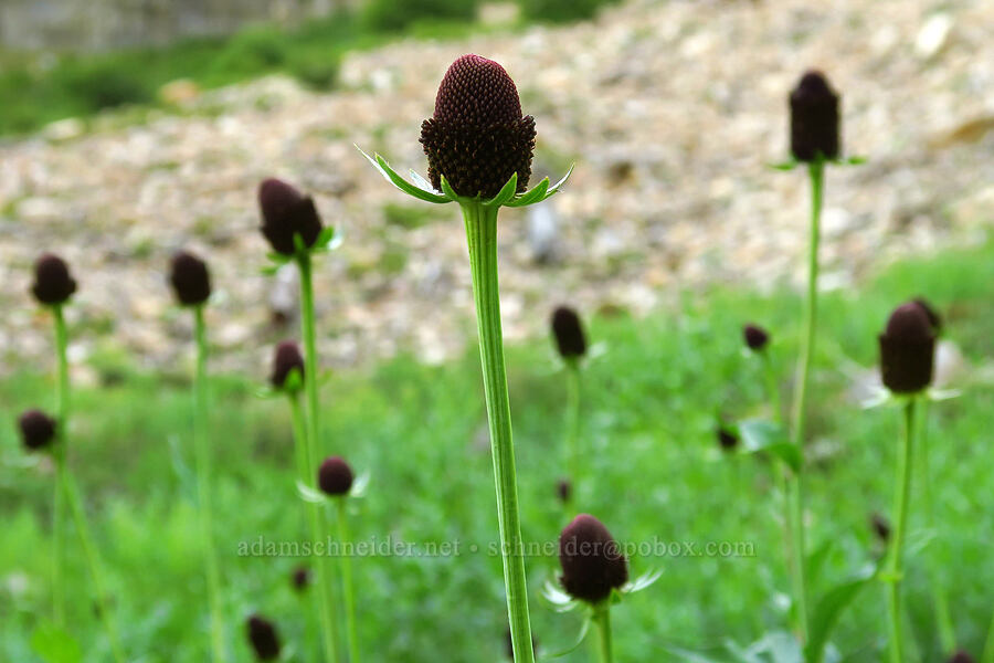 western coneflower (Rudbeckia occidentalis) [Timpooneke Trail, Mount Timpanogos Wilderness, Utah County, Utah]