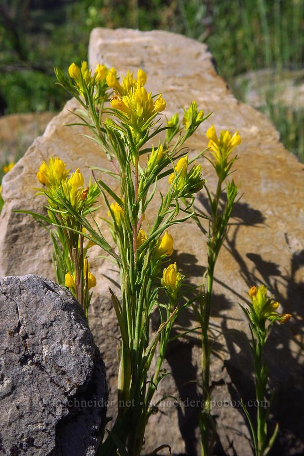 Tolmie's owl's-clover (Orthocarpus tolmiei) [Timpooneke Trail, Mount Timpanogos Wilderness, Utah County, Utah]