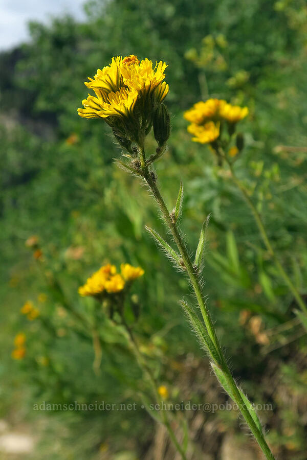 Scouler's hawkweed (woollyweed) (Hieracium scouleri (Pilosella scouleri)) [Timpooneke Trail, Mount Timpanogos Wilderness, Utah County, Utah]