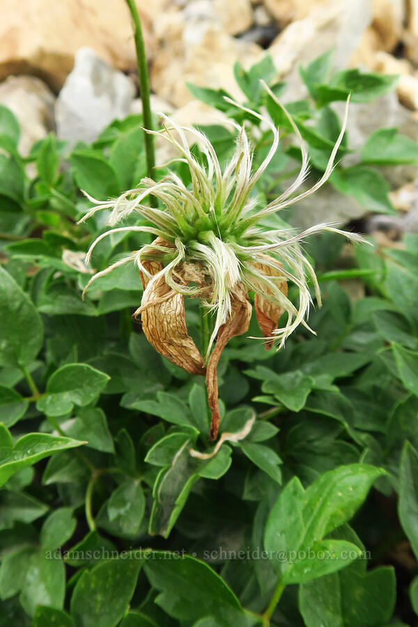 western blue virgin's bower (rock clematis) seeds (Clematis occidentalis) [Timpooneke Trail, Mount Timpanogos Wilderness, Utah County, Utah]