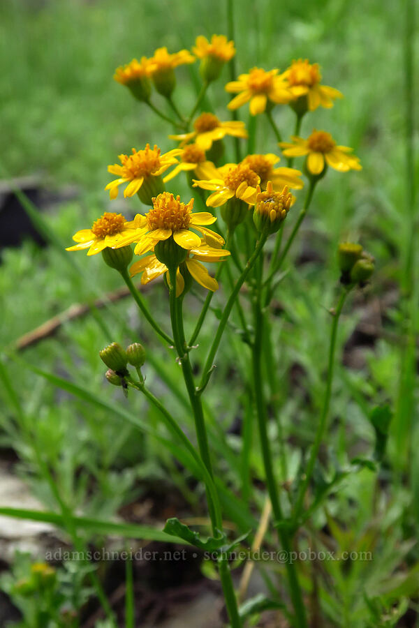 lobe-leaf groundsel (Packera multilobata (Senecio multilobatus)) [Timpooneke Trail, Mount Timpanogos Wilderness, Utah County, Utah]
