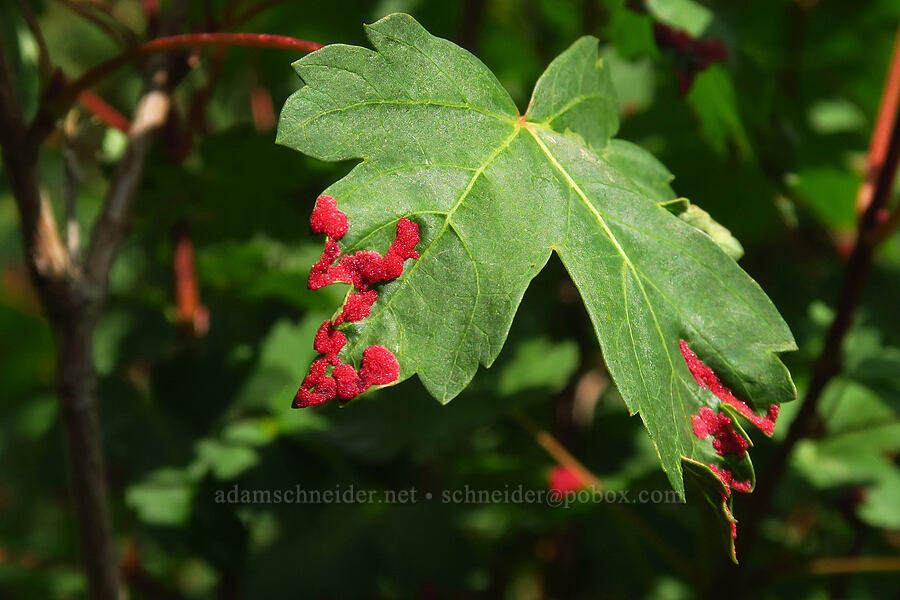 Rocky Mountain maple with velvet erineum mite galls (Acer glabrum var. glabrum, Aceria calaceris (Eriophyes calaceris)) [Timpooneke Trail, Mount Timpanogos Wilderness, Utah County, Utah]
