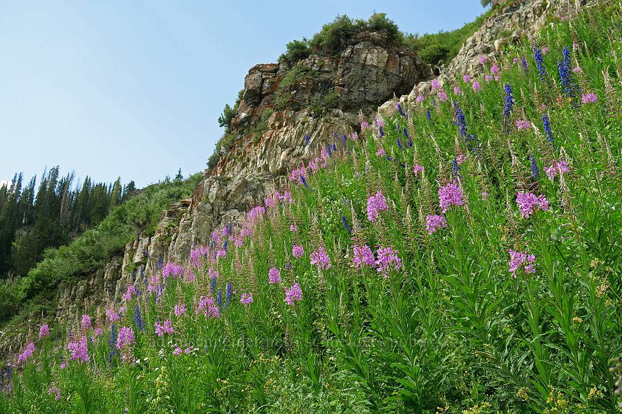fireweed & larkspur (Chamerion angustifolium (Epilobium angustifolium), Delphinium sp.) [Timpooneke Trail, Mount Timpanogos Wilderness, Utah County, Utah]
