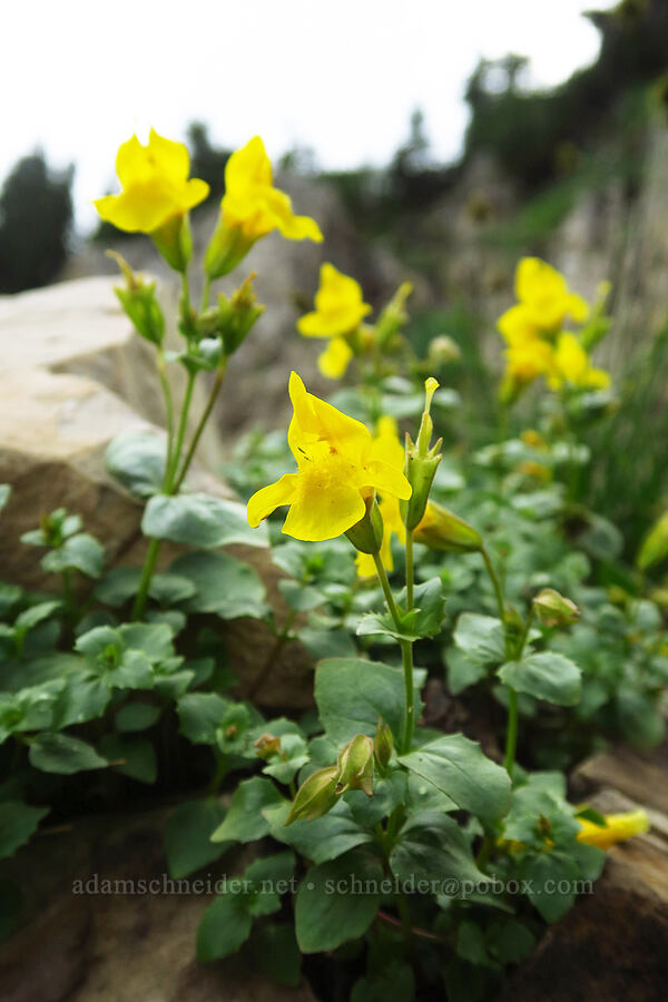 Tiling's monkeyflower (Erythranthe tilingii (Mimulus tilingii)) [Timpooneke Trail, Mount Timpanogos Wilderness, Utah County, Utah]
