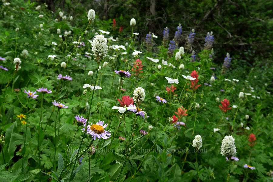 wildflowers (Bistorta bistortoides (Polygonum bistortoides), Erigeron sp., Castilleja rhexiifolia, Lupinus argenteus, Geranium richardsonii) [Timpooneke Trail, Mount Timpanogos Wilderness, Utah County, Utah]