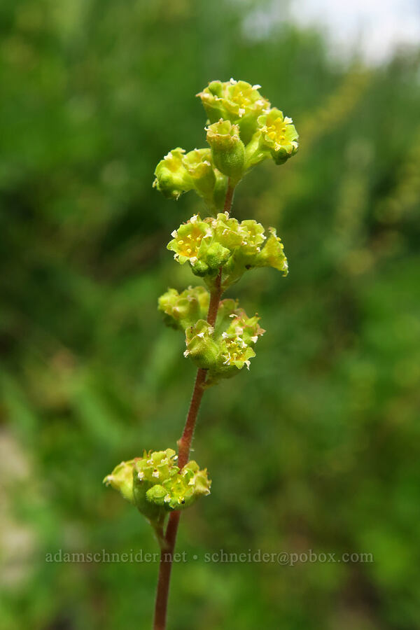 little-leaf alumroot (Heuchera parvifolia) [Timpooneke Trail, Mount Timpanogos Wilderness, Utah County, Utah]