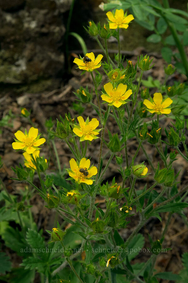 slender cinquefoil (Potentilla gracilis) [Timpooneke Trail, Mount Timpanogos Wilderness, Utah County, Utah]