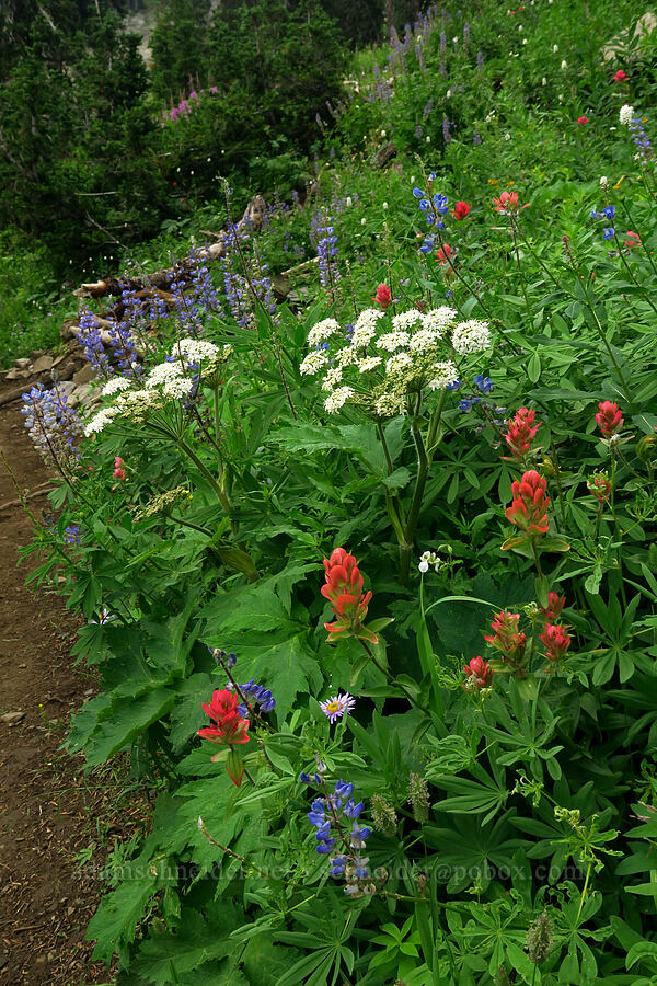 cow-parsnip, paintbrush, & lupines (Heracleum maximum, Castilleja rhexiifolia, Lupinus sp.) [Timpooneke Trail, Mount Timpanogos Wilderness, Utah County, Utah]