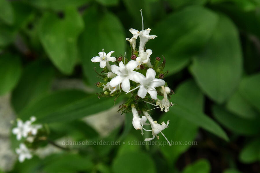 sharp-leaf valerian (Valeriana acutiloba) [Timpooneke Trail, Mount Timpanogos Wilderness, Utah County, Utah]