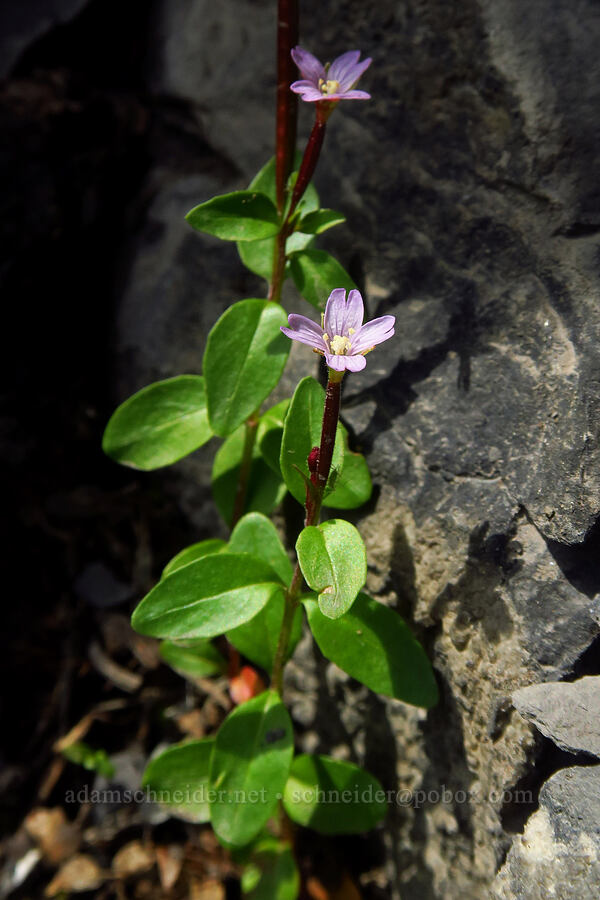 talus willow-herb (Epilobium clavatum) [Timpooneke Trail, Mount Timpanogos Wilderness, Utah County, Utah]