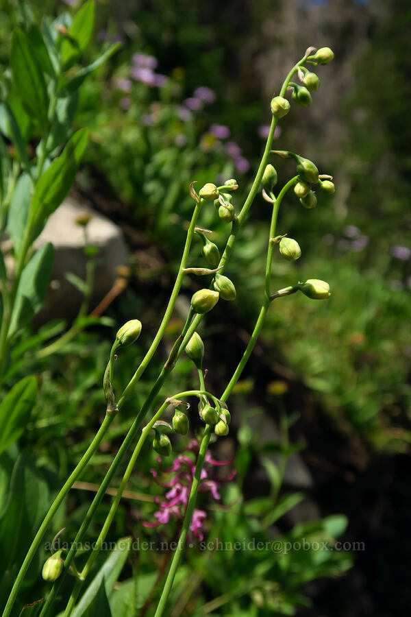 mountain death-camas, budding (Anticlea elegans (Zigadenus elegans)) [Timpooneke Trail, Mount Timpanogos Wilderness, Utah County, Utah]