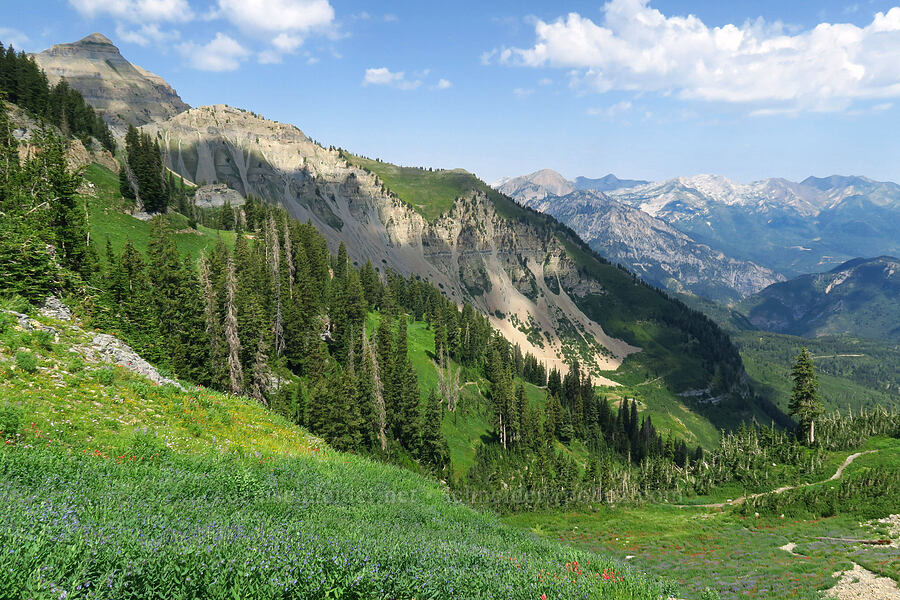 Wasatch Mountains [Timpooneke Trail, Mount Timpanogos Wilderness, Utah County, Utah]