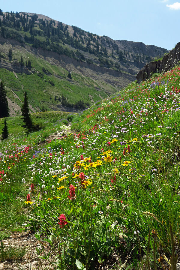 wildflowers (Erigeron glacialis var. glacialis, Bistorta bistortoides (Polygonum bistortoides), Castilleja rhexiifolia, Arnica sp.) [Timpooneke Trail, Mount Timpanogos Wilderness, Utah County, Utah]