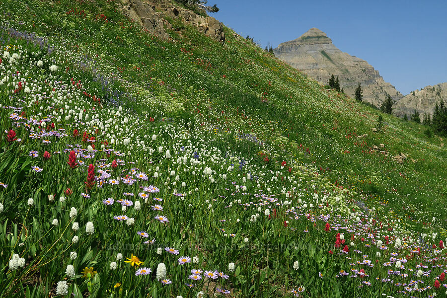 wildflowers (Bistorta bistortoides (Polygonum bistortoides), Erigeron glacialis var. glacialis, Castilleja rhexiifolia, Arnica sp.) [Timpooneke Trail, Mount Timpanogos Wilderness, Utah County, Utah]