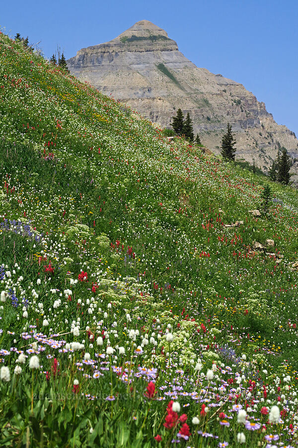 wildflowers (Bistorta bistortoides (Polygonum bistortoides), Erigeron glacialis var. glacialis, Castilleja rhexiifolia, Arnica sp.) [Timpooneke Trail, Mount Timpanogos Wilderness, Utah County, Utah]