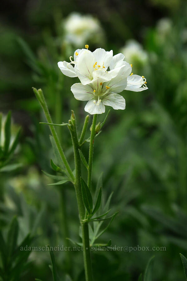 leafy Jacob's-ladder (Polemonium foliosissimum var. alpinum) [Timpooneke Trail, Mount Timpanogos Wilderness, Utah County, Utah]