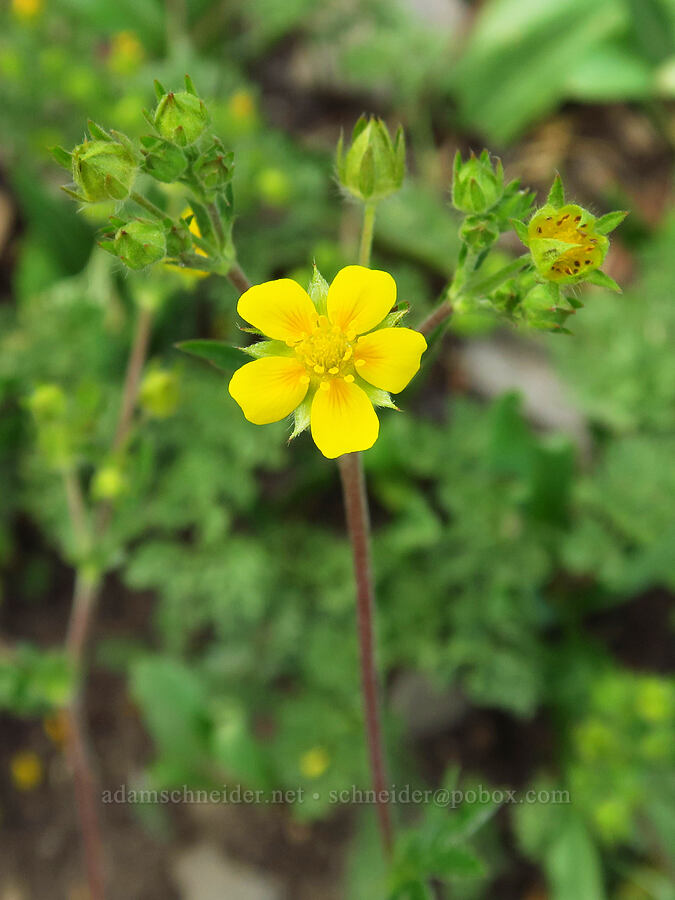 Hippio's cinquefoil (Potentilla hippiana) [Timpooneke Trail, Mount Timpanogos Wilderness, Utah County, Utah]