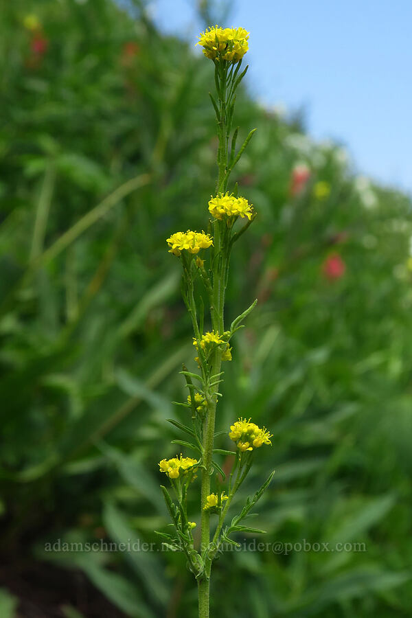 mountain tansy-mustard (Descurainia incana) [Timpooneke Trail, Mount Timpanogos Wilderness, Utah County, Utah]