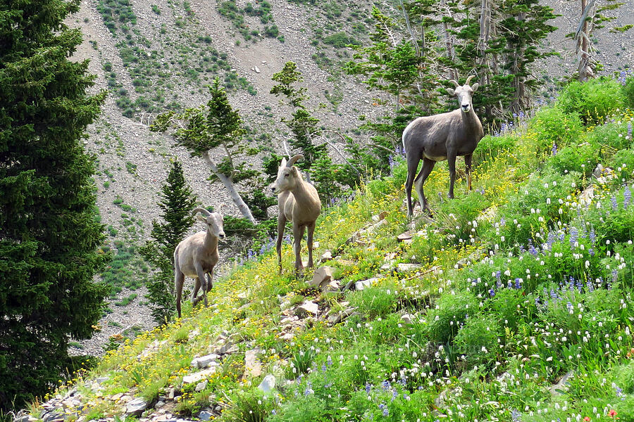 three bighorn sheep ewes (Ovis canadensis canadensis) [Timpooneke Trail, Mount Timpanogos Wilderness, Utah County, Utah]
