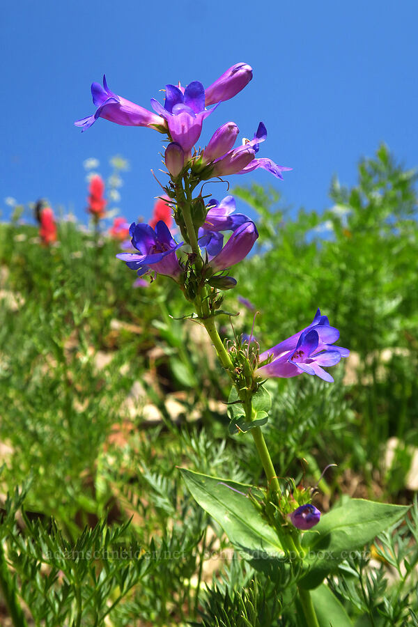Wasatch beardtongue (Penstemon cyananthus) [Timpanogos Summit Trail, Mount Timpanogos Wilderness, Utah County, Utah]
