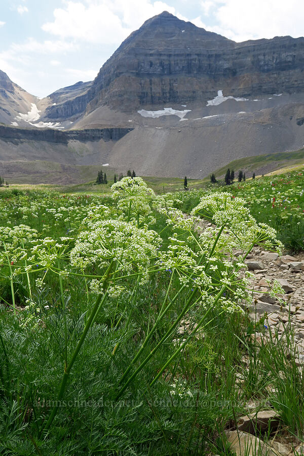 fern-leaf licorice-root (lovage) (Ligusticum filicinum) [Timpanogos Summit Trail, Mount Timpanogos Wilderness, Utah County, Utah]