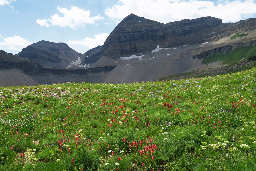 wildflowers & Mt. Timpanogos (Castilleja rhexiifolia, Bistorta bistortoides (Polygonum bistortoides), Ligusticum filicinum) [Timpanogos Summit Trail, Mount Timpanogos Wilderness, Utah County, Utah]