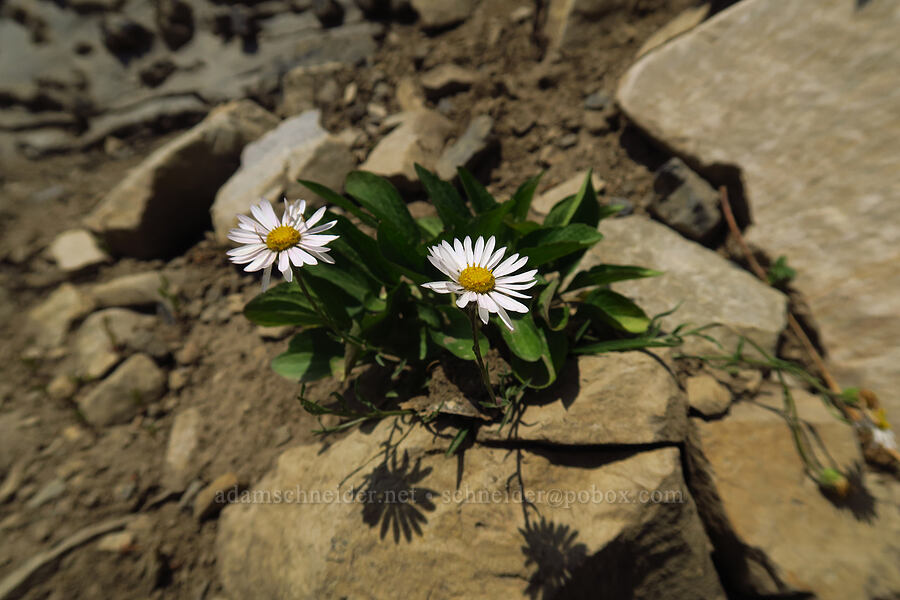 Eaton's fleabane (Erigeron eatonii) [Timpanogos Summit Trail, Mount Timpanogos Wilderness, Utah County, Utah]